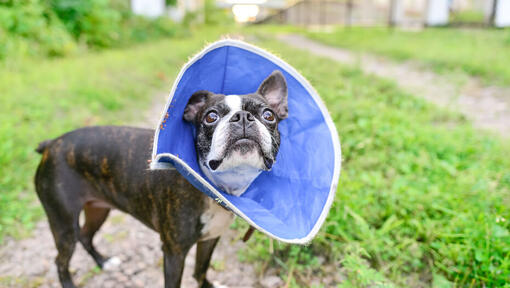 Fabric store dog cone